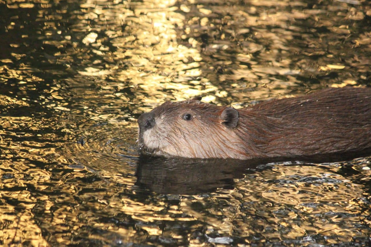 golden beaver farms